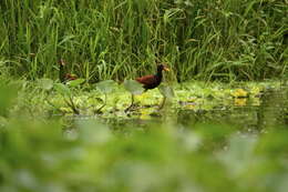 Image of Wattled Jacana