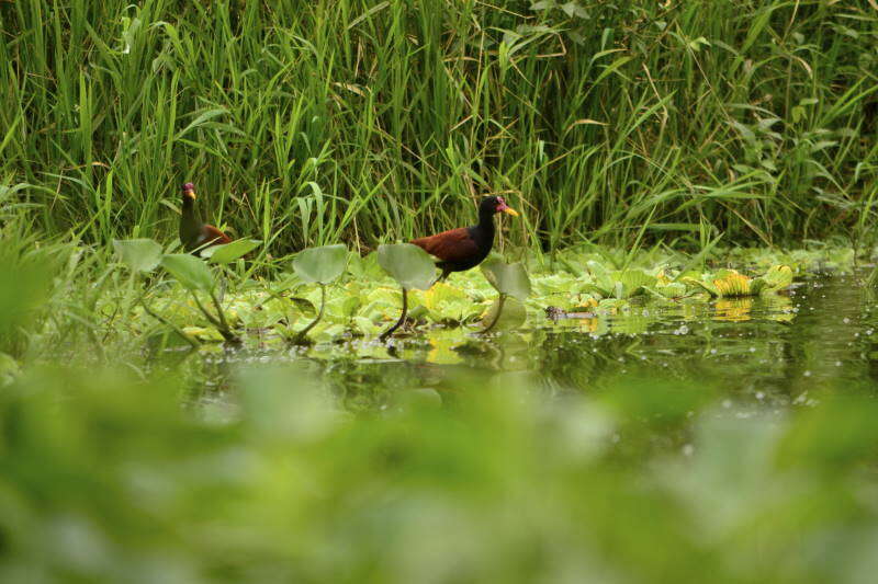 Image of Wattled Jacana