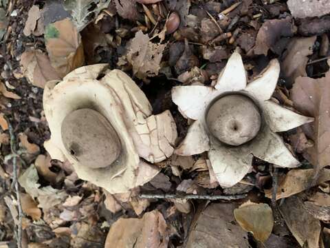 Image of Collared Earthstar