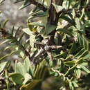 Image of Melaleuca calycina R. Br.