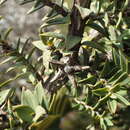 صورة Melaleuca calycina R. Br.