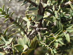 صورة Melaleuca calycina R. Br.