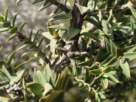 Image de Melaleuca calycina R. Br.