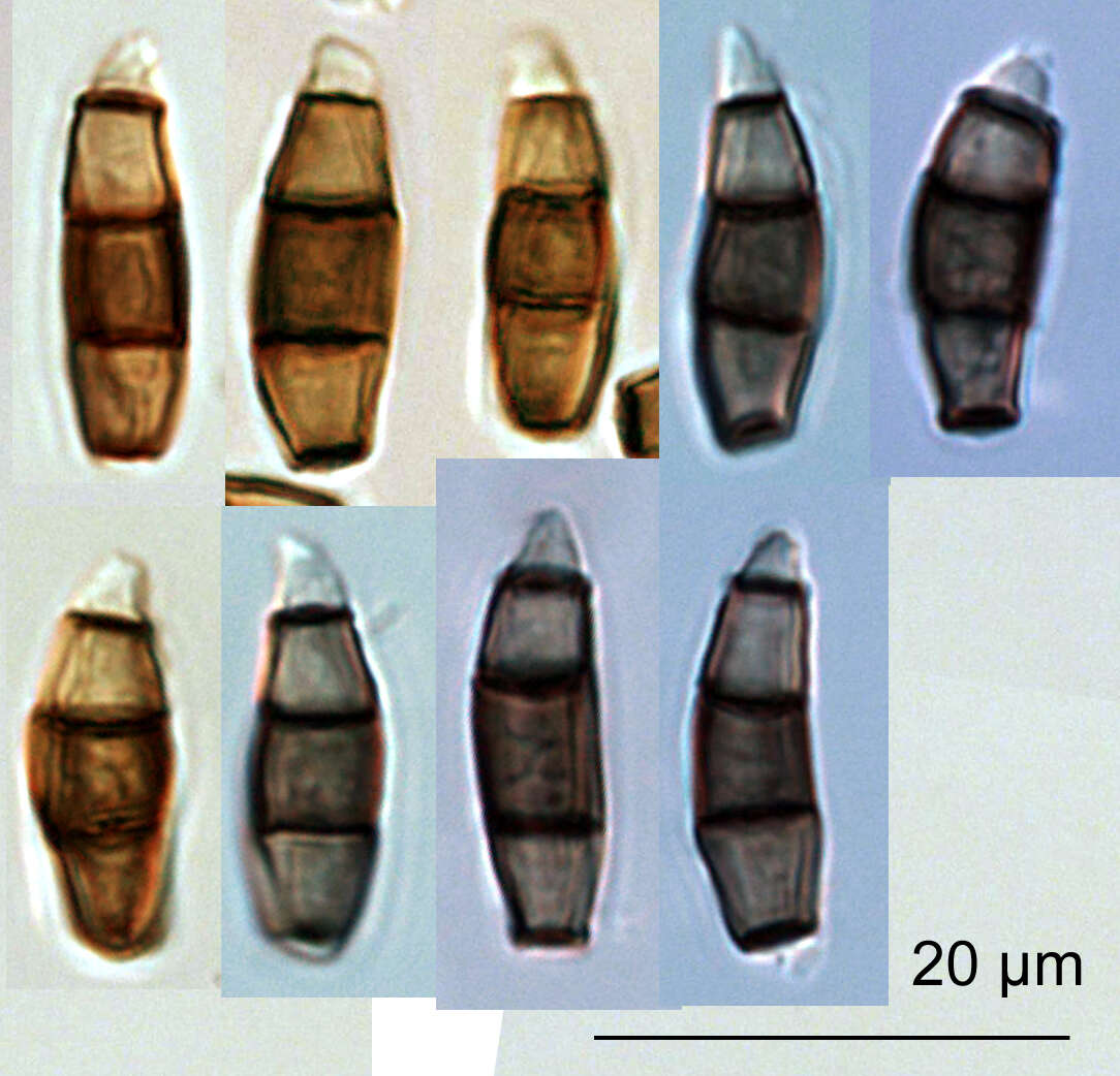 Image of Truncatella hartigii (Tubeuf) Steyaert 1949