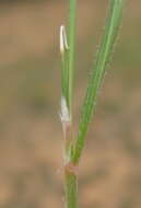 Image of Austrostipa nodosa (S. T. Blake) S. W. L. Jacobs & J. Everett