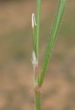 Image of Austrostipa nodosa (S. T. Blake) S. W. L. Jacobs & J. Everett