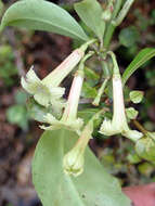 Image of Shrubby honeysuckle