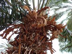 Imagem de Cycas thouarsii R. Br. ex Gaudich.