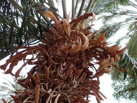 Imagem de Cycas thouarsii R. Br. ex Gaudich.