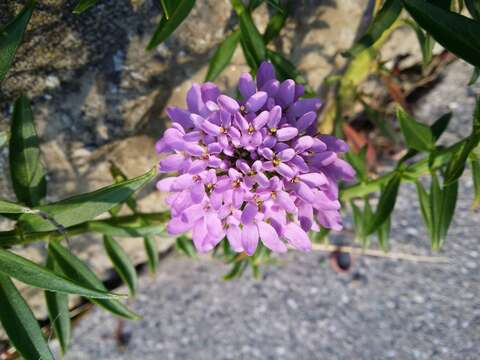 Imagem de Iberis umbellata L.