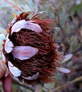 Image of Protea sulphurea Phillips