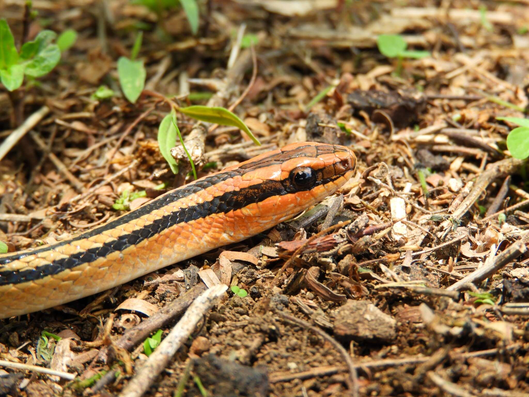 Plancia ëd Lygophis lineatus (Linnaeus 1758)