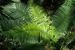 Image of Cycad