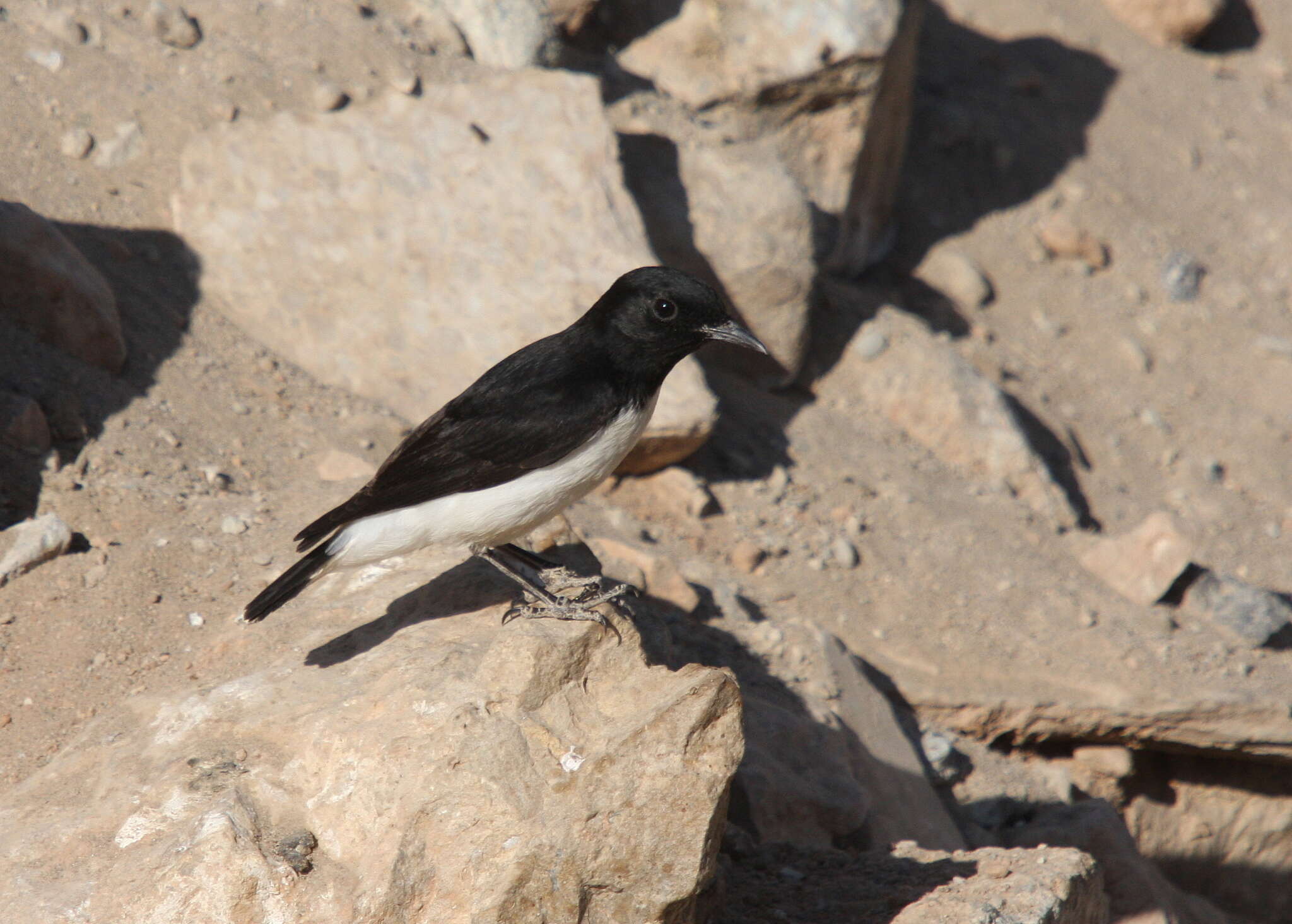 Image of Hume's Wheatear