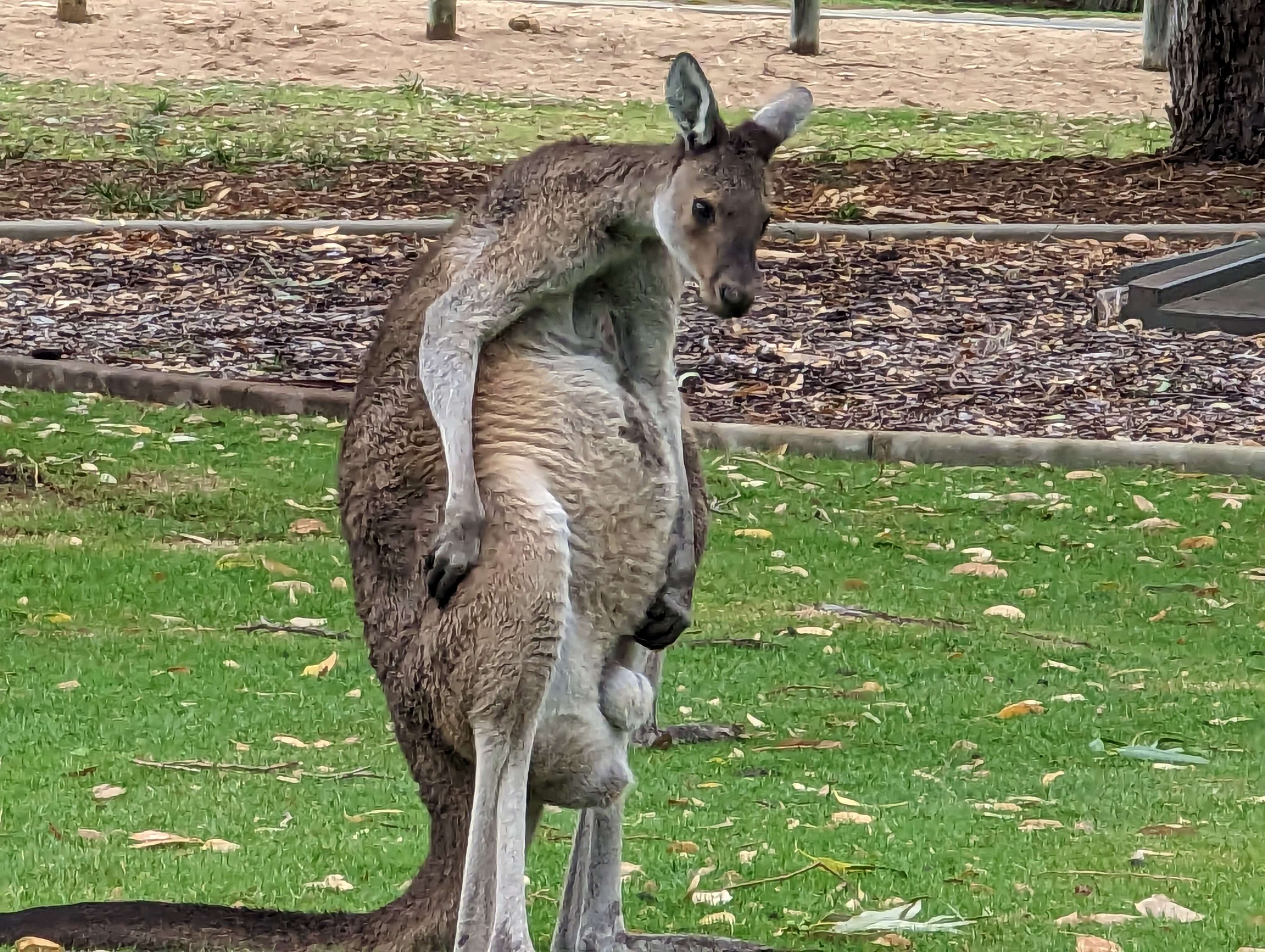 Image of Kangaroo Island Western Grey Kangaroo