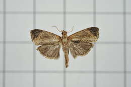 Image of Cryptophlebia repletana Walker 1863