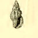 Image of Pseudodaphnella hadfieldi (Melvill & Standen 1895)