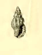 Image of Pseudodaphnella hadfieldi (Melvill & Standen 1895)