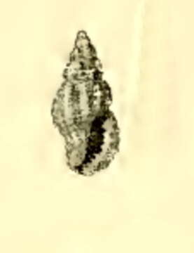 Image of Pseudodaphnella hadfieldi (Melvill & Standen 1895)