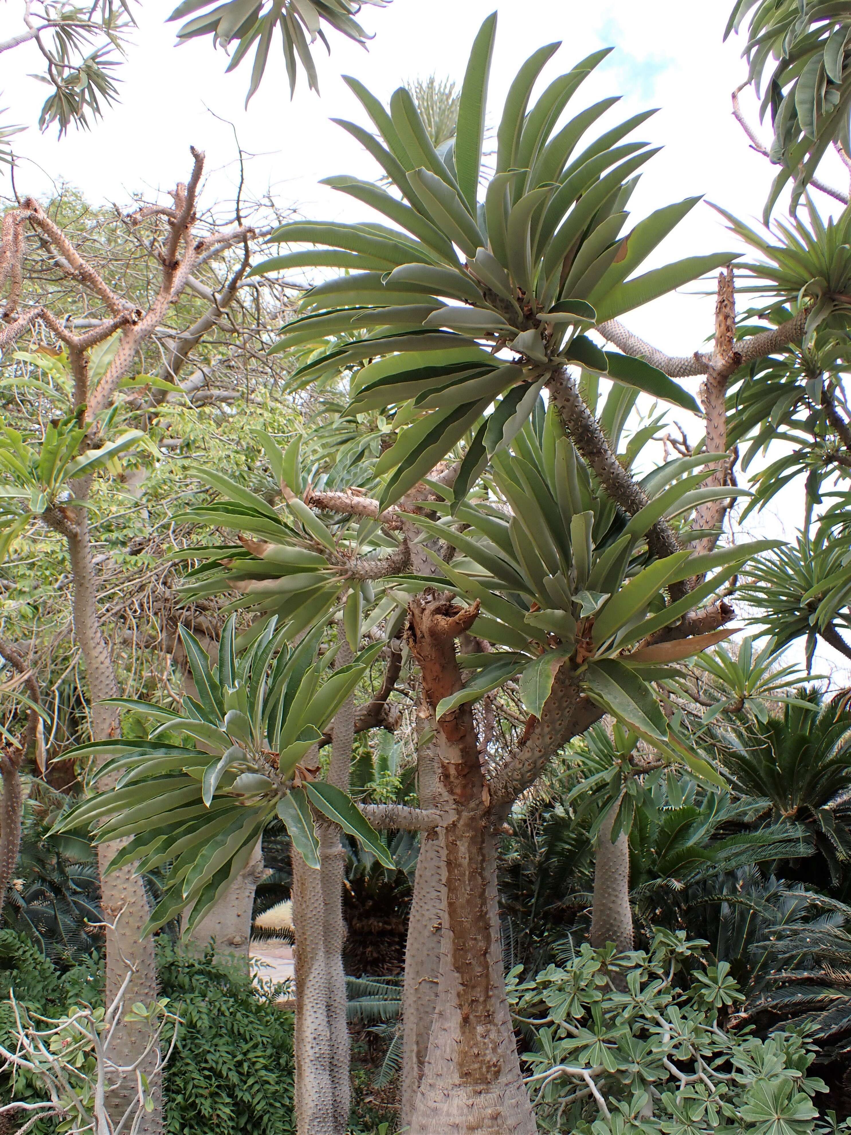 Image of Pachypodium geayi Costantin & Bois