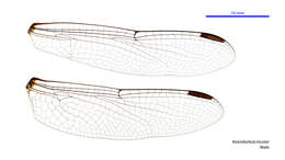 Image of Notolibellula bicolor Theischinger & Watson 1977