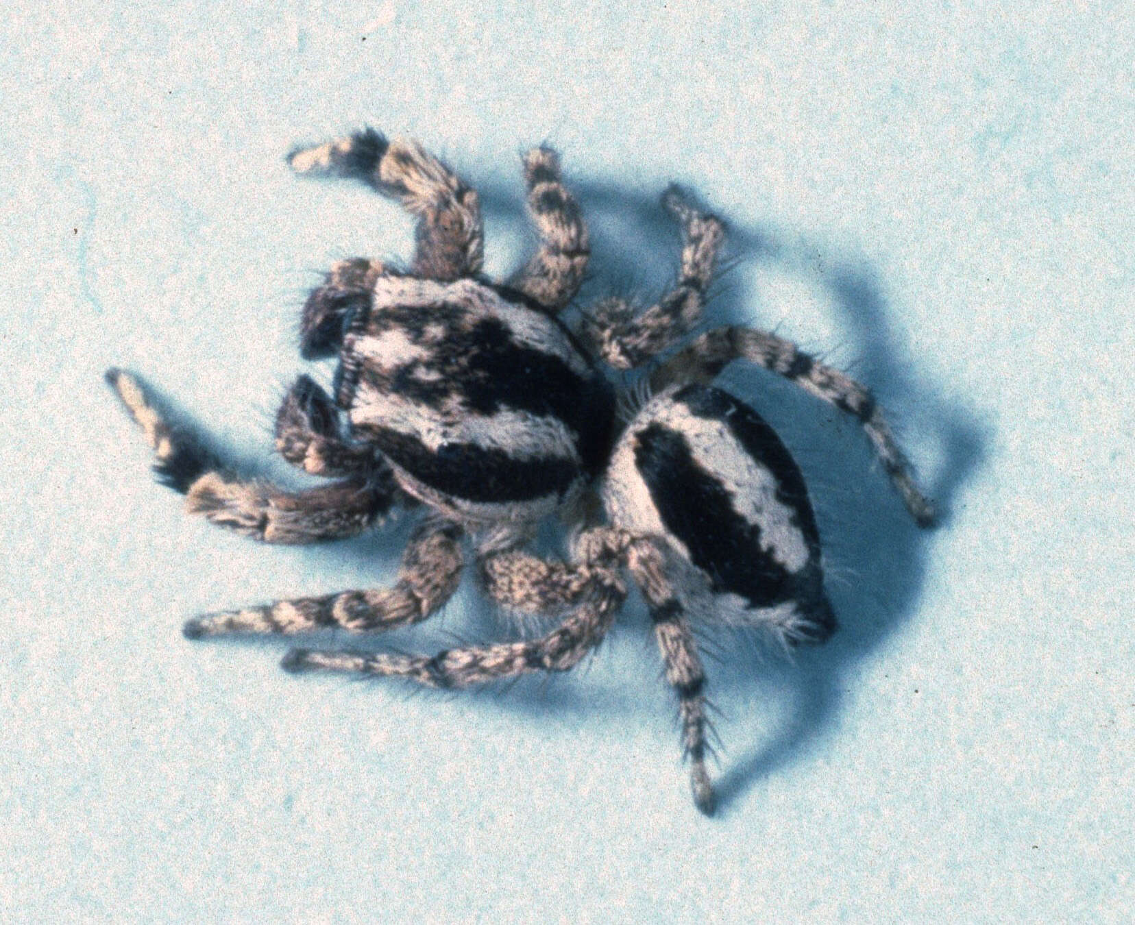 Image of Habronattus agilis (Banks 1893)