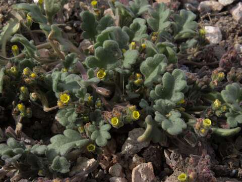 Image of Mono phacelia