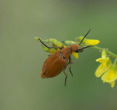 Image of Epicauta (Epicauta) callosa Le Conte 1866