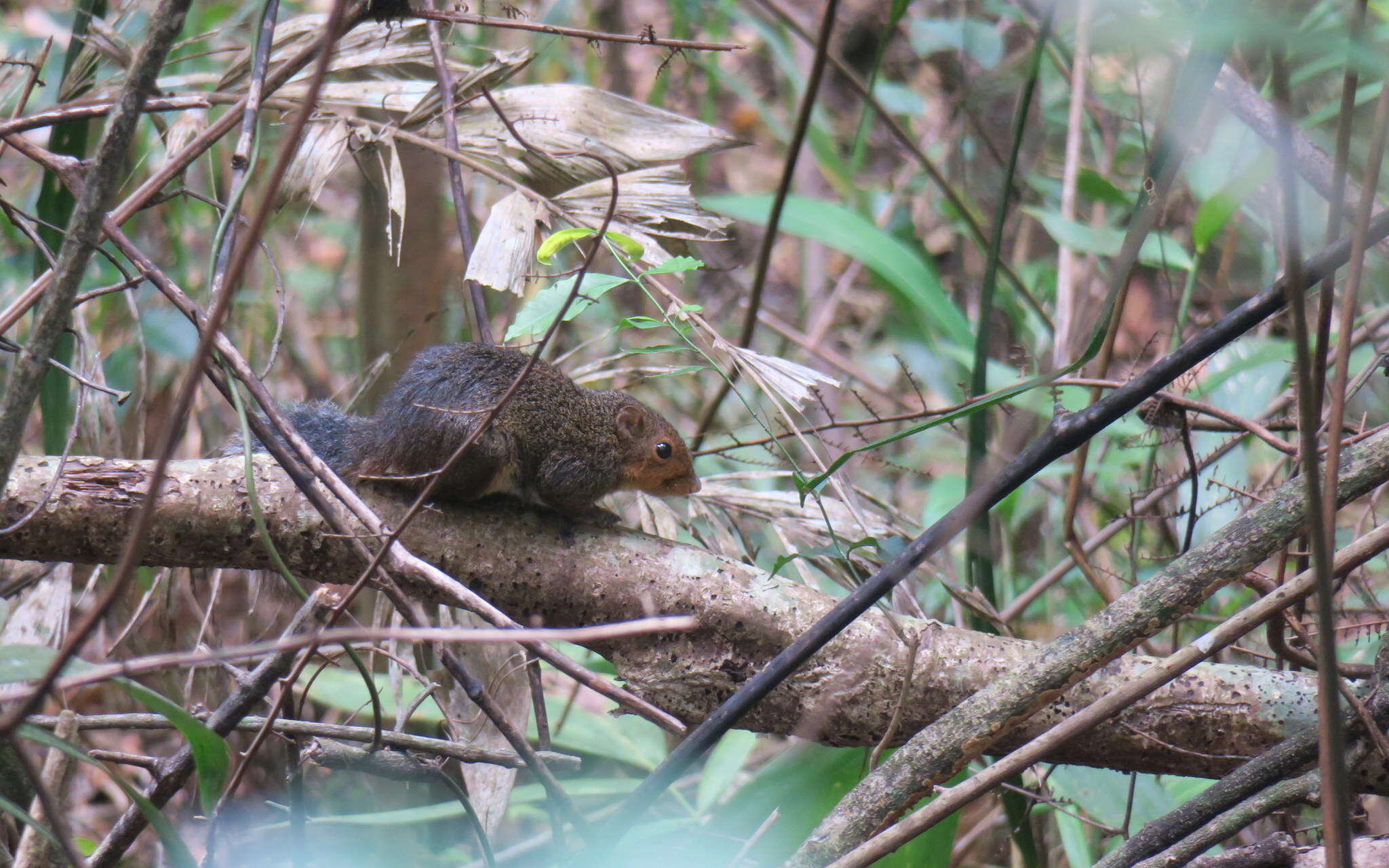 Image of Asian Red-cheeked Squirrel