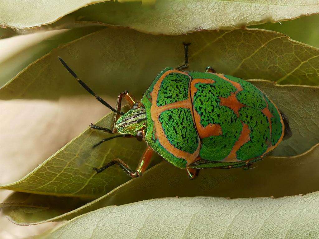 Image of Clown Stink Bug