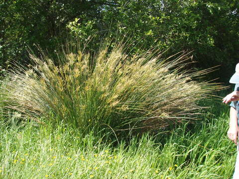 Image of Juncus sarophorus L. A. S. Johnson