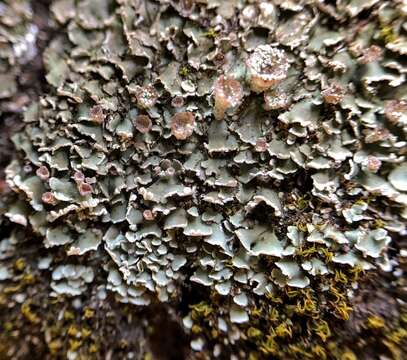 Image of Cladonia pocillum