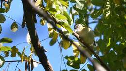 Image of Red-eyed Vireo