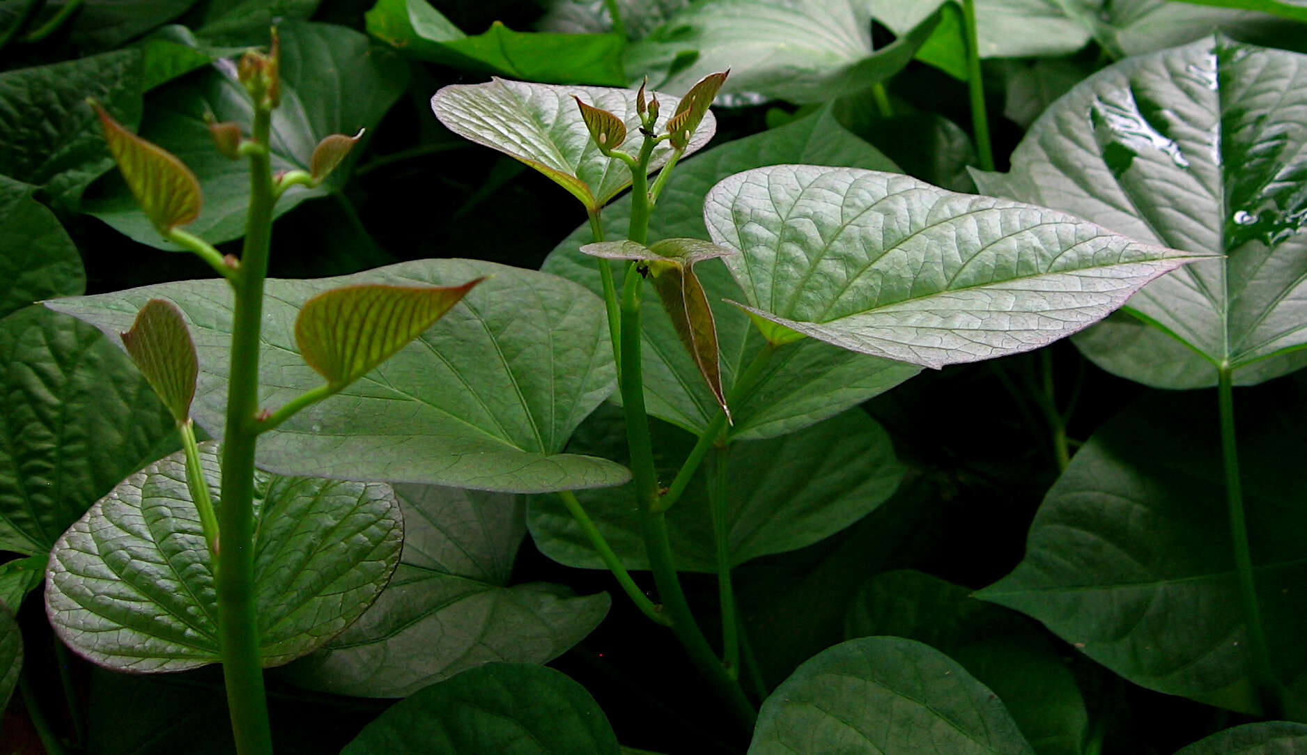 Image of sweet potato