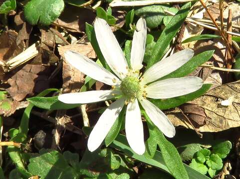 Image of tenpetal thimbleweed