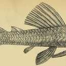 Image of Hypostomus iheringii (Regan 1908)