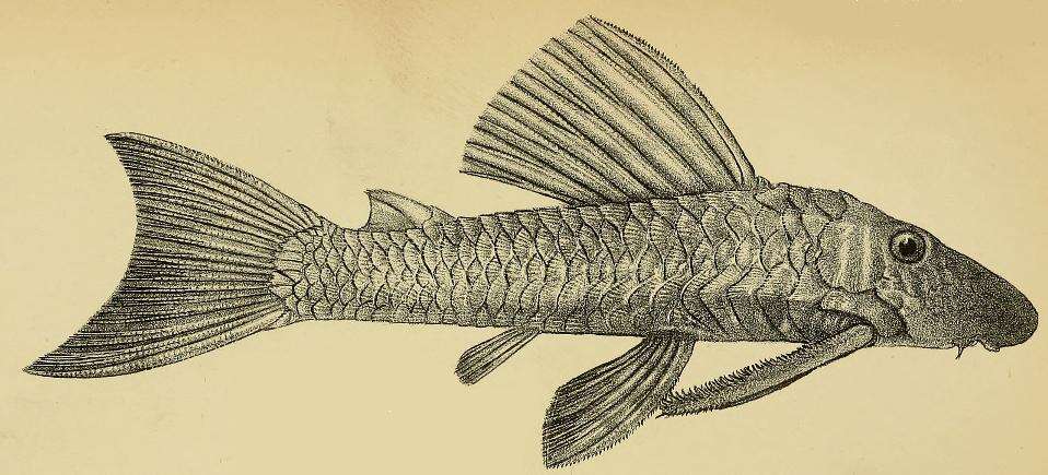 Image of Hypostomus iheringii (Regan 1908)