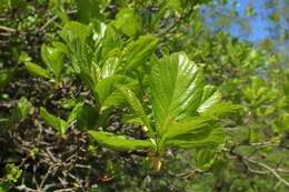 Image of plumleaf hawthorn