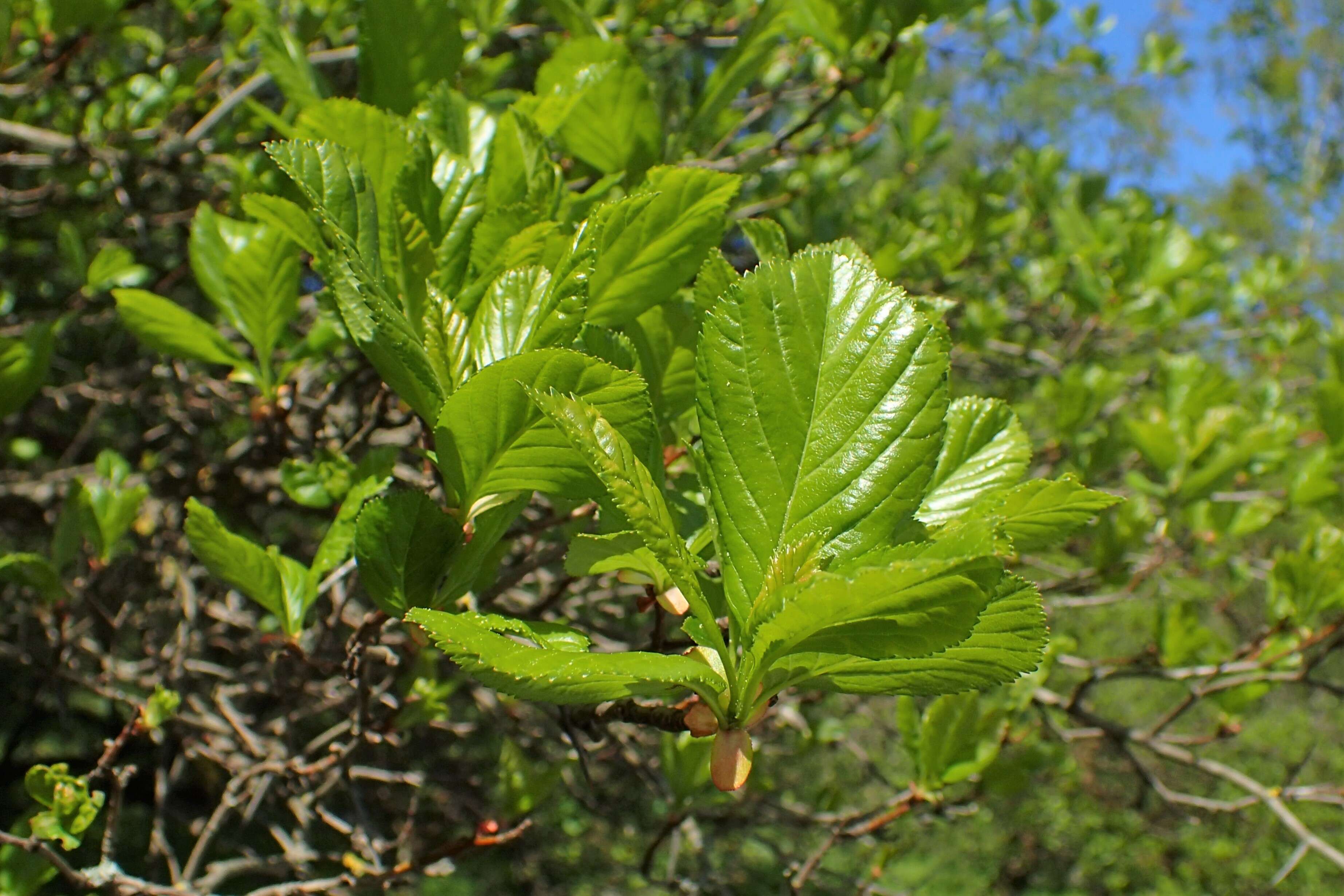 Image of plumleaf hawthorn