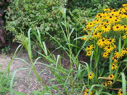 Imagem de Panicum dichotomiflorum Michx.