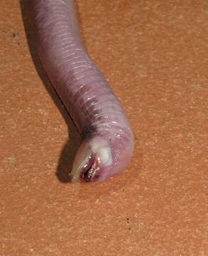 Image of Dusky worm lizard