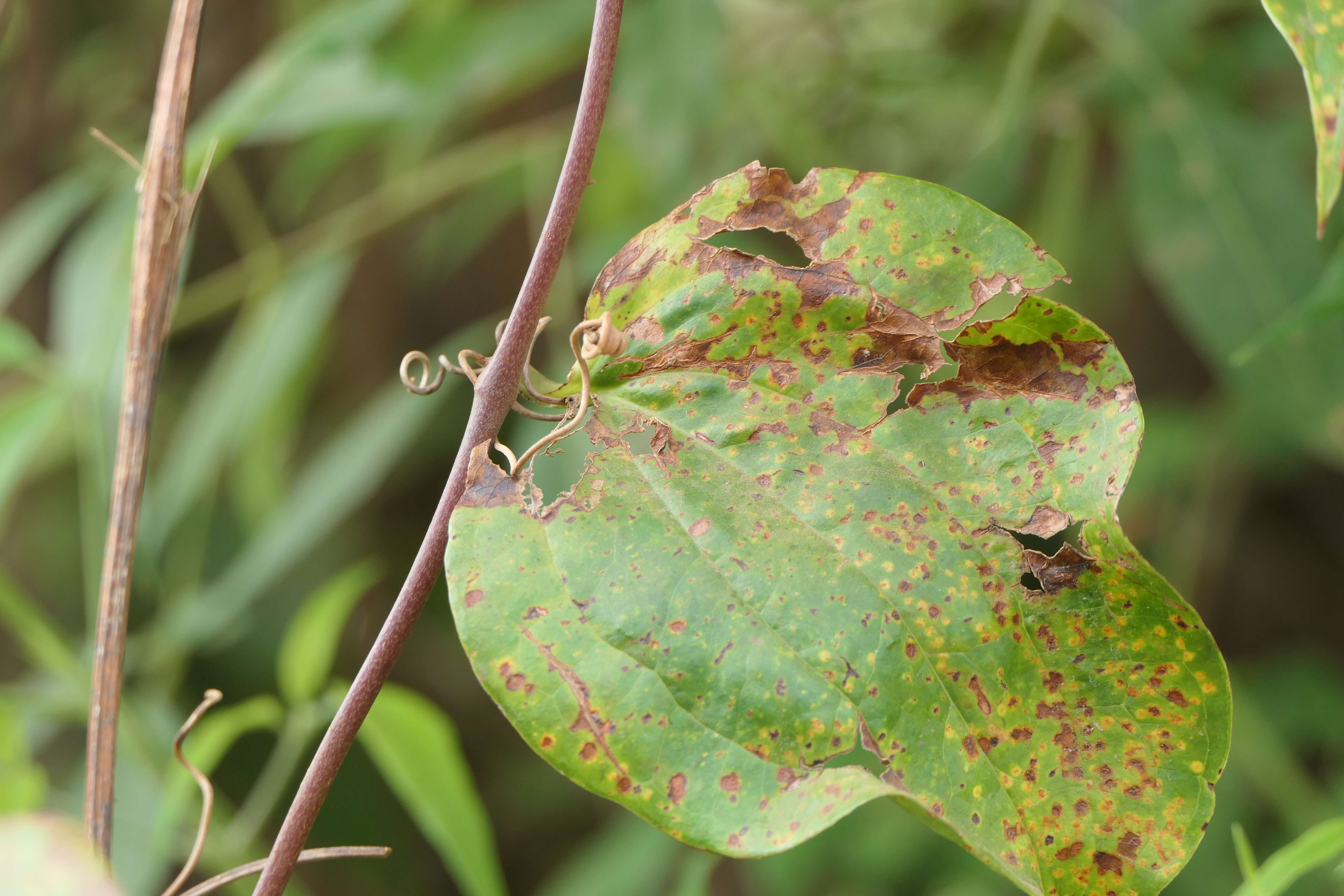 Image of Smilax zeylanica L.