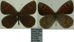 Image of Erebia iranica Grum-Grshimailo 1894