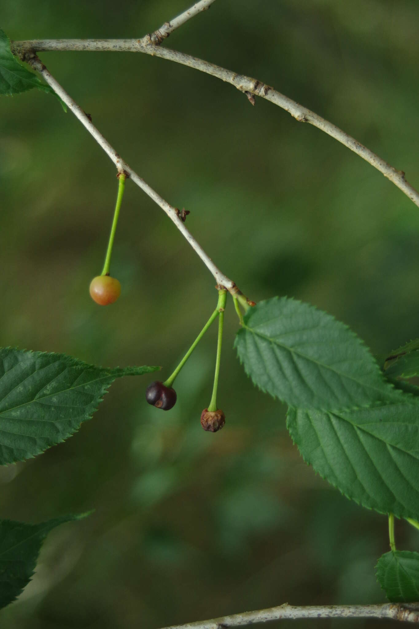 Image of Prunus transarisanensis