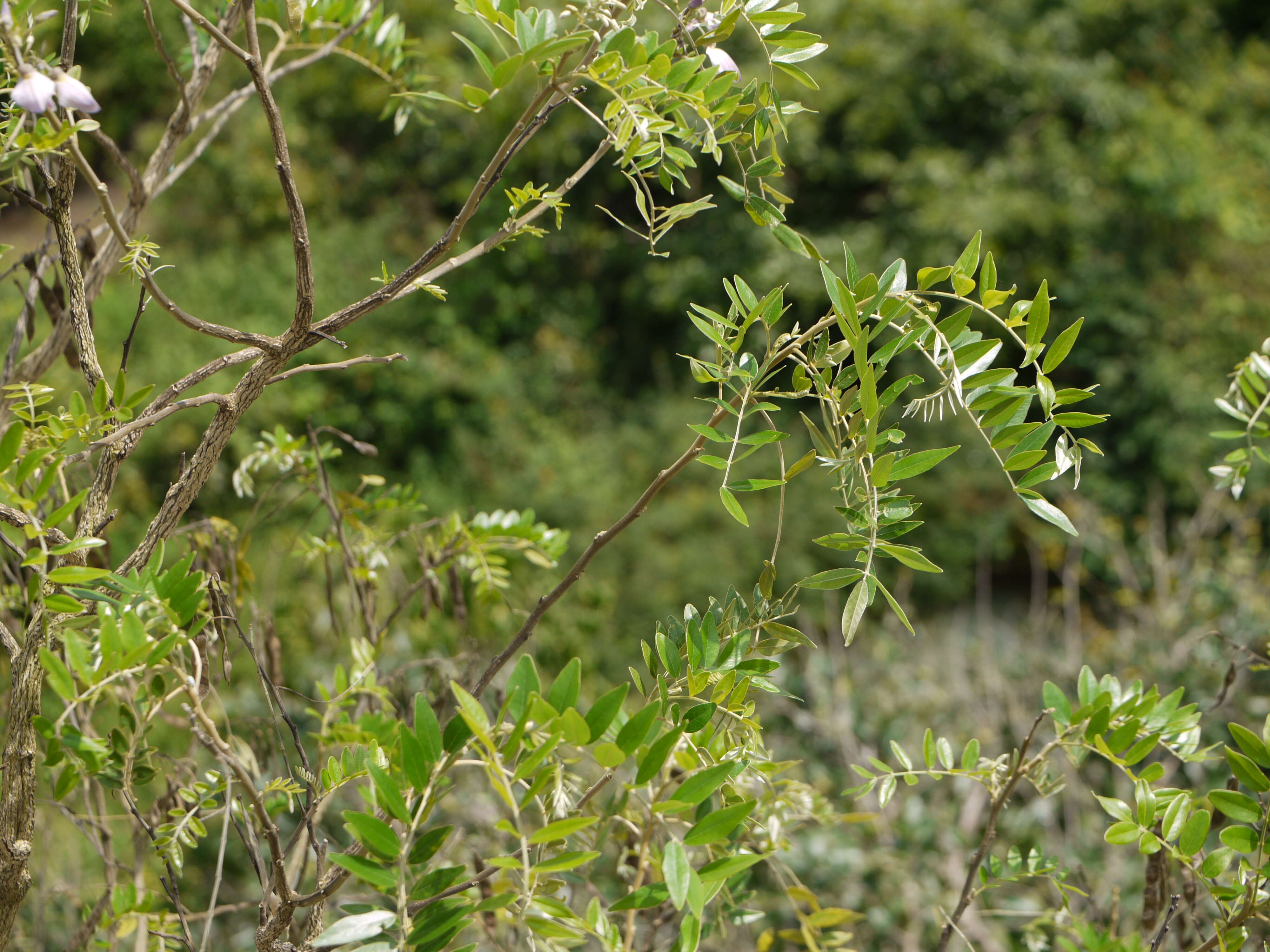 Image of Cork bush