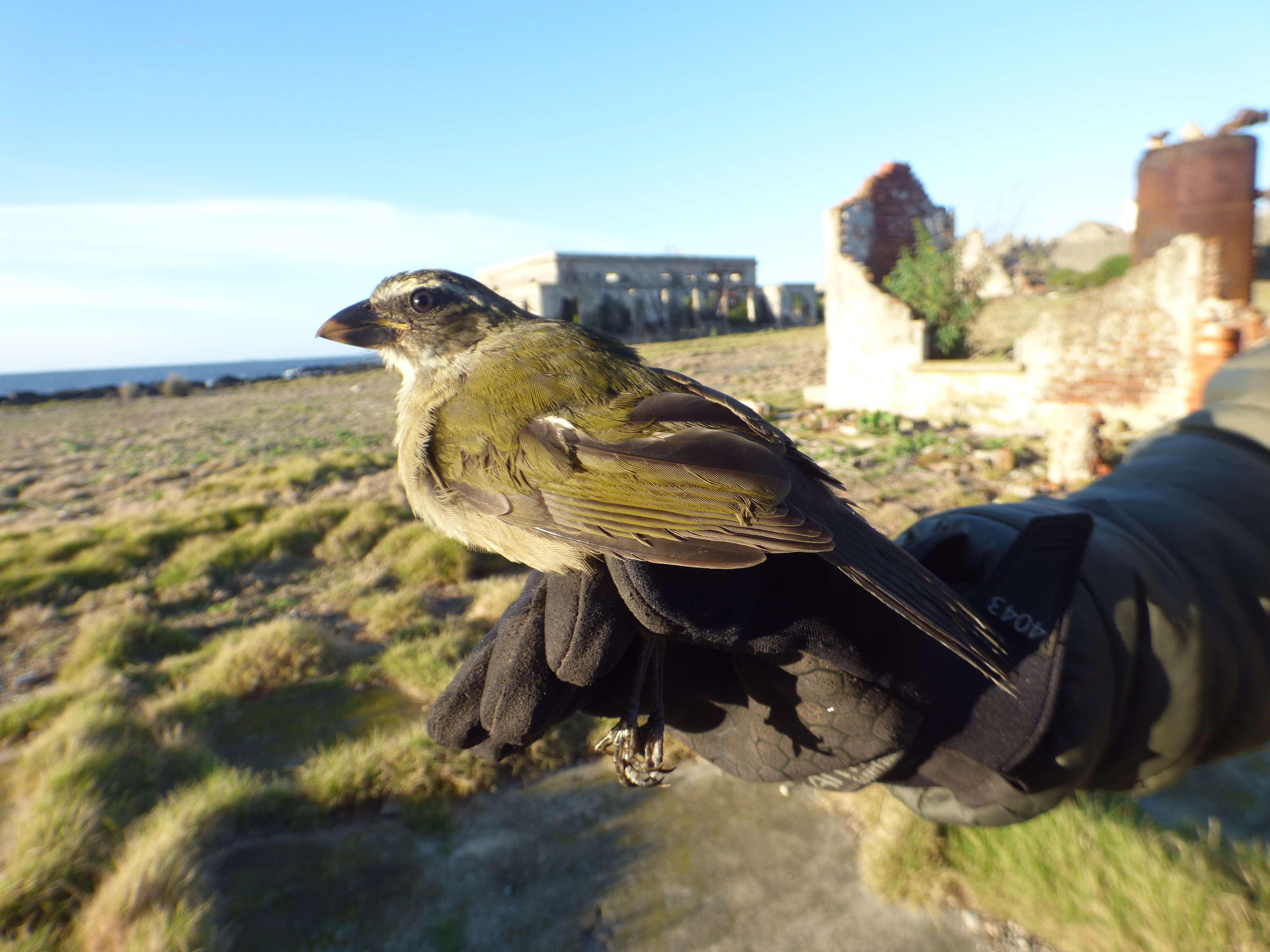 Imagem de Saltator similis d'Orbigny & Lafresnaye 1837