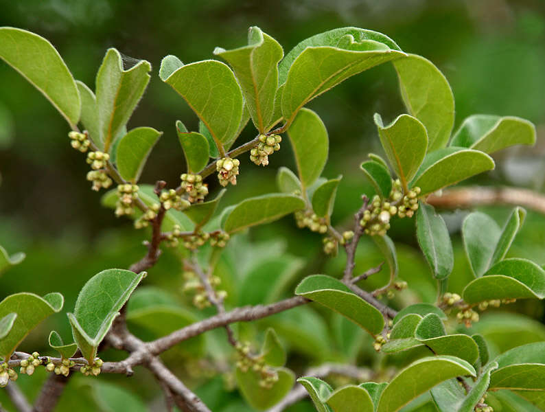 Sivun Diospyros chloroxylon Roxb. kuva