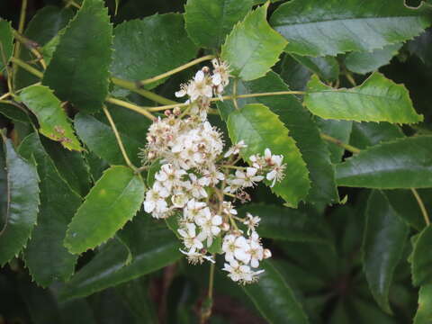 Imagem de Rubus cissoides A. Cunn.