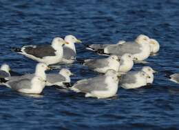 Image of Lesser Black-backed Gull