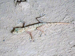 Image of Ptyodactylus ruusaljibalicus Simó-Riudalbas, Metallinou, Pous, Els, Jayasinghe, Péntek-Zakar, Wilms, Al-Saadi & Carranza 2017